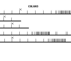 Human COL6A3 qPCR primer set (NM_004369)