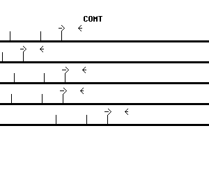 Human COMT qPCR primer set (NM_000754)