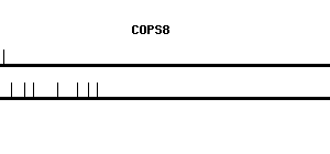 Human COPS8 qPCR primer set (NM_006710)
