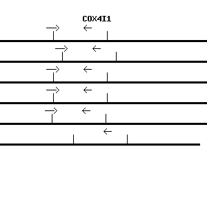 Human COX4I1 qPCR primer set (NM_001861)