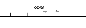 Human COX5A qPCR primer set (NM_004255)