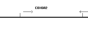 Human COX6A2 qPCR primer set (NM_005205)