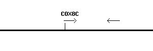 Human COX8C qPCR primer set (NM_182971)