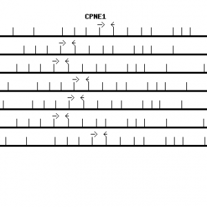 Human CPNE1 qPCR primer set (NM_003915)