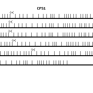 Human CPS1 qPCR primer set (NM_001875)