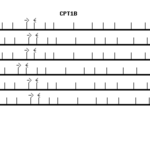 Human CPT1B qPCR primer set (NM_004377)