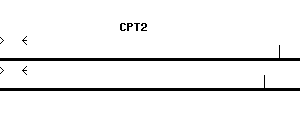 Human CPT2 qPCR primer set (NM_000098)