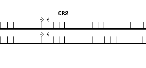 Human CR2 qPCR primer set (NM_001877)