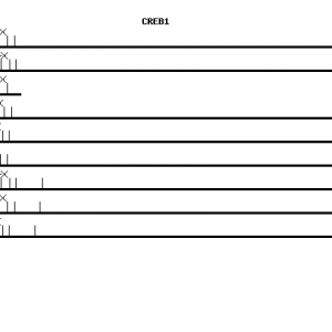 Human CREB1 qPCR primer set (NM_004379)