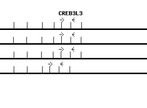 Human CREB3L3 qPCR primer set (NM_032607)