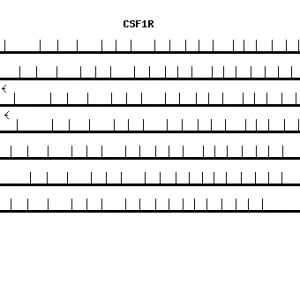 Human CSF1R qPCR primer set (NM_005211)