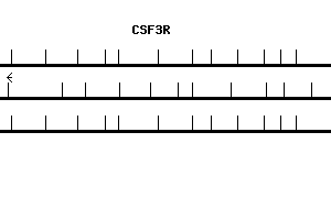 Human CSF3R qPCR primer set (NM_000760)