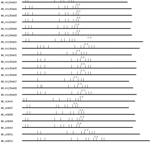 Human CSGALNACT1 qPCR primer set (NM_018371)