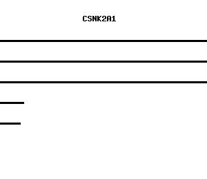 Human CSNK2A1 qPCR primer set (NM_001895)