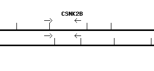 Human CSNK2B qPCR primer set (NM_001320)