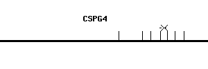 Human CSPG4 qPCR primer set (NM_001897)