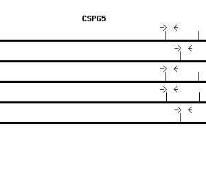 Human CSPG5 qPCR primer set (NM_006574)