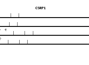 Human CSRP1 qPCR primer set (NM_004078)