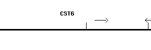 Human CST6 qPCR primer set (NM_001323)