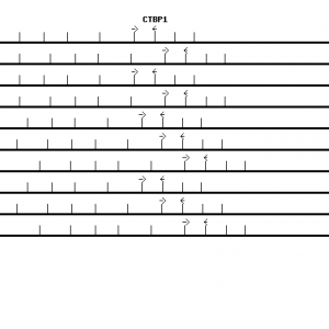 Human CTBP1 qPCR primer set (NM_001328)