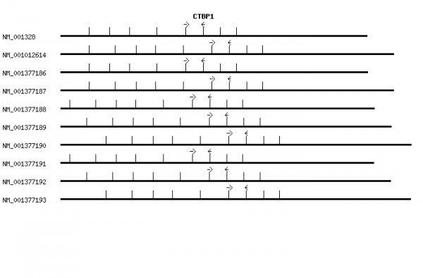 Human CTBP1 qPCR primer set (NM_001328)