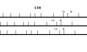Human CTH qPCR primer set (NM_001902)