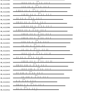 Human CTNNA1 qPCR primer set (NM_001903)