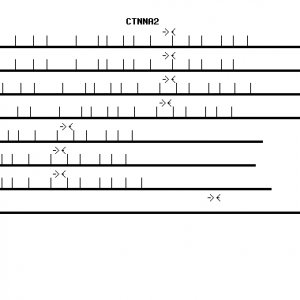 Human CTNNA2 qPCR primer set (NM_004389)