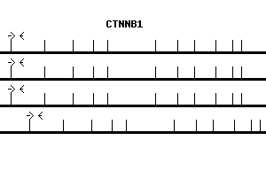 Human CTNNB1 qPCR primer set (NM_001904)