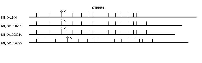 Human CTNNB1 qPCR primer set (NM_001904)
