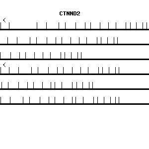 Human CTNND2 qPCR primer set (NM_001332)