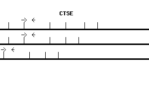 Human CTSE qPCR primer set (NM_001910)