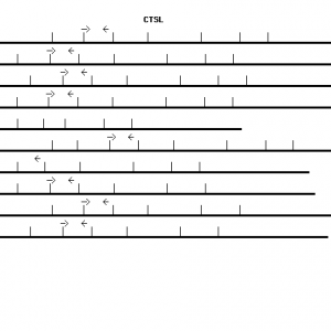 Human CTSL qPCR primer set (NM_001912)