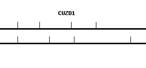 Human CUZD1 qPCR primer set (NM_022034)