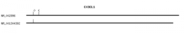 Human CX3CL1 qPCR primer set (NM_002996)