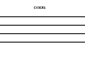 Human CX3CR1 qPCR primer set (NM_001337)