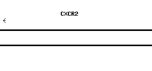 Human CXCR2 qPCR primer set (NM_001557)
