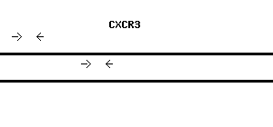 Human CXCR3 qPCR primer set (NM_001504)