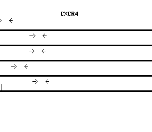 Human CXCR4 qPCR primer set (NM_003467)
