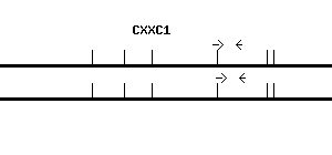 Human CXXC1 qPCR primer set (NM_014593)