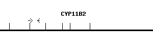 Human CYP11B2 qPCR primer set (NM_000498)