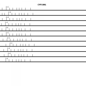 Human CYP19A1 qPCR primer set (NM_000103)