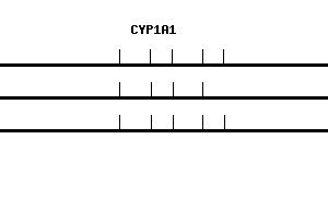 Human CYP1A1 qPCR primer set (NM_000499)