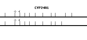 Human CYP24A1 qPCR primer set (NM_000782)