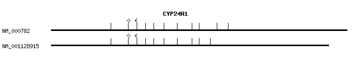 Human CYP24A1 qPCR primer set (NM_000782)
