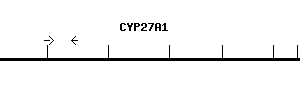 Human CYP27A1 qPCR primer set (NM_000784)