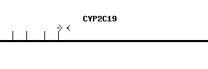 Human CYP2C19 qPCR primer set (NM_000769)