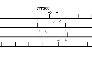 Human CYP2C8 qPCR primer set (NM_000770)