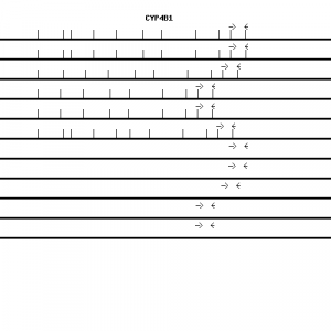 Human CYP4B1 qPCR primer set (NM_000779)