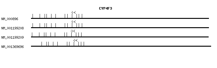 Human CYP4F3 qPCR primer set (NM_000896)